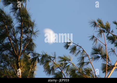 Ein sehr schöner Tag. Mond und Pinien und eine einfache Pflanze gegen den schönen blauen Himmel. Stockfoto