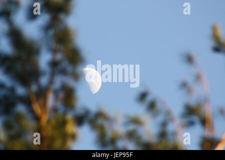 Ein sehr schöner Tag. Mond und Pinien und eine einfache Pflanze gegen den schönen blauen Himmel. Stockfoto