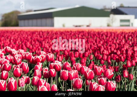 Niederländische Ackerland mit Scheune und farbenfrohe Tulpenfelder fotografiert mit selektiven Fokus Stockfoto