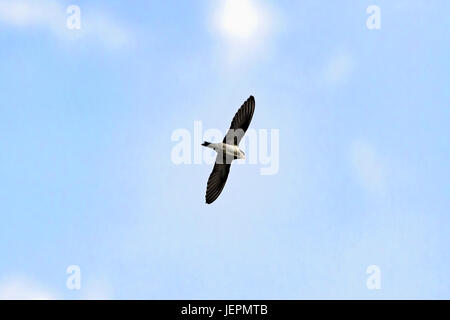 Mehlschwalbe (Schwalbe) Vogel fliegen Stockfoto