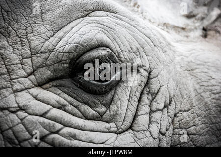Rhino Auge schließen Stockfoto