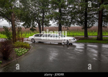 Stretch Limousine, Acacia Drive, von Bäumen gesäumten Straße, Straße, Eingang zum weit Niente, weit Niente Weingut, Oakville, Napa Valley, Napa County, Kalifornien Stockfoto