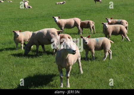 Eine Herde von neu geschorene Schafe und Lämmer werfen Schatten als they.stand gerade in einer grünen Wiese im Frühjahr an einem sonnigen Tag in der Nähe von Ledbury, England Stockfoto