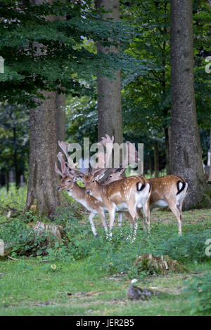 Herde von männliche Damhirsche im Wald, Deutschland Stockfoto
