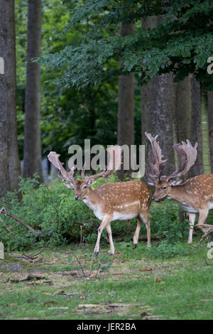 Herde von männliche Damhirsche im Wald, Deutschland Stockfoto