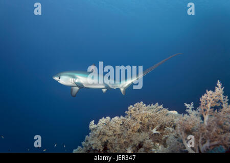 Gemeinsamen Fuchshai (Alopias Vulpinus), Schwimmen über Korallenriff, gefährdet, Brother Islands, El Akhawein, Rotes Meer, Ägypten Stockfoto