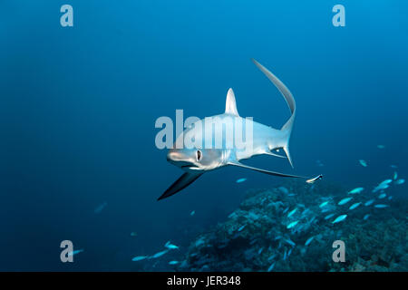 Gemeinsamen Fuchshai (Alopias Vulpinus), Schwimmen über Korallenriff, gefährdet, Brother Islands, El Akhawein, Rotes Meer, Ägypten Stockfoto