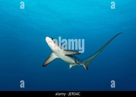 Gemeinsamen Fuchshai (Alopias Vulpinus), Schwimmen im offenen Meer, gefährdet, Brother Islands, El Akhawein, Rotes Meer, Ägypten Stockfoto