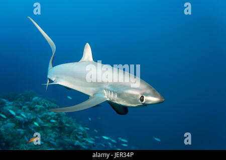 Gemeinsamen Fuchshai (Alopias Vulpinus), Schwimmen über Korallenriff, gefährdet, Brother Islands, El Akhawein, Rotes Meer, Ägypten Stockfoto