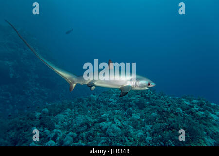 Gemeinsamen Fuchshai (Alopias Vulpinus), Schwimmen über Coral Reef, Brother Islands, El Akhawein, Rotes Meer, Ägypten Stockfoto