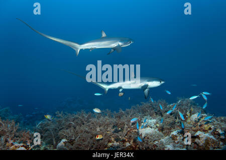 Gemeinsamen Fuchshai (Alopias Vulpinus), zwei, Schwimmen über Coral Reef, gefährdet, Brother Islands, El Akhawein, Rotes Meer, Ägypten Stockfoto