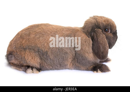 Zwerg hängeohrigen Kaninchen vor weißem Hintergrund Stockfoto