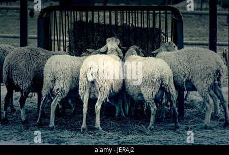 Schafe, Essen, Detail eines Schafes Essen Rasen auf einer Farm, Wolle und Fleisch-Produktion Stockfoto