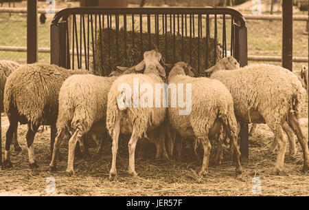 Schafe, Essen, Detail eines Schafes Essen Rasen auf einer Farm, Wolle und Fleisch-Produktion Stockfoto