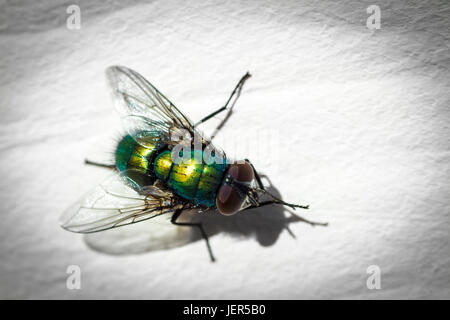 Grüne fliegen schließen bis auf die weiße Fläche. Stockfoto