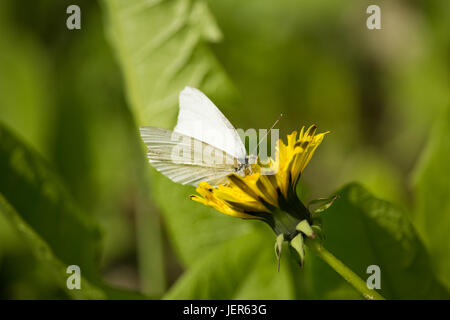 Pieris Rapae auf Löwenzahn Blume Stockfoto