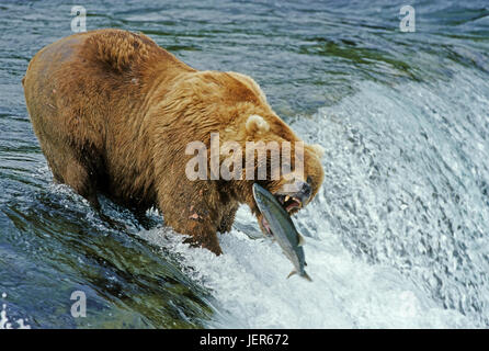 Brauner Bär fängt Lachs, Braunbaer Faengt Lachs Stockfoto