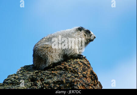 Eis-grau Murmeltier, Marmota Caligata, Denali Nationalpark, Alaska, Eisgraues Murmeltier (Marmota Caligata) Stockfoto