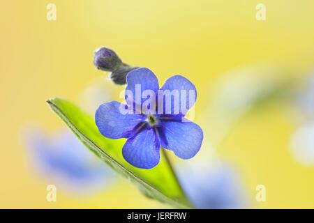 Schleichende Navelwort oder Blue-eyed-Maria Stockfoto