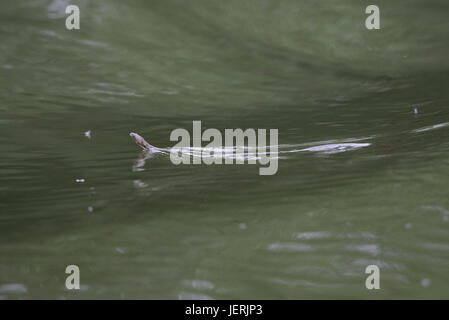 Würfel-Schlange (Natrix Tessellata) Stockfoto