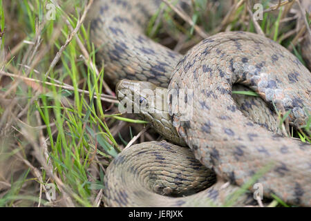 Würfel-Schlange (Natrix Tessellata) Stockfoto