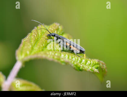 Oedemera Lurida - eine falsche Blister beetle Stockfoto