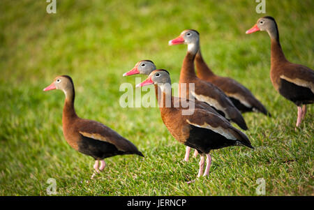 Enten in einer Reihe Stockfoto