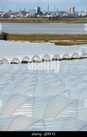 Wachsende Erdbeeren im Folientunnel in der Nähe von Palos De La Frontera, Provinz Huelva, Huelva chemische Industrie im Hintergrund. Andalusien, Spanien Stockfoto