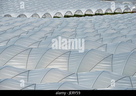 Anbau von Erdbeeren im Folientunnel in der Nähe von Palos De La Frontera, Provinz Huelva, Andalusien, Spanien Stockfoto