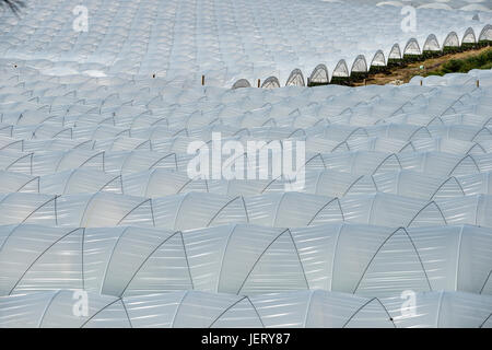 Anbau von Erdbeeren im Folientunnel in der Nähe von Palos De La Frontera, Provinz Huelva, Andalusien, Spanien Stockfoto