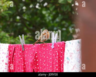 Robin sitzen auf einer Wäscheleine. Stockfoto