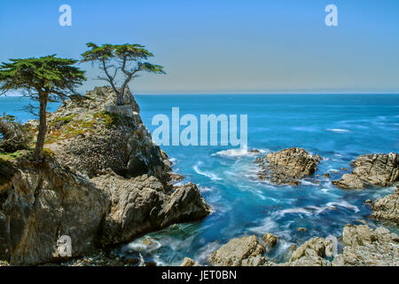 Die Lone Cypress am Highway 1 in Kalifornien Stockfoto