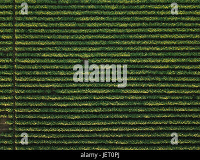 Luftaufnahme des kultivierten Soja Feld von Drohne Pov, Ansicht von oben Stockfoto