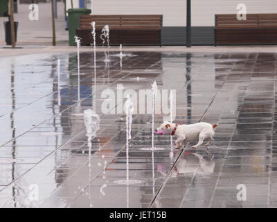 Kleinen weißen Hund mit Düsen aus einem öffentlichen Brunnen in Frankreich zu spielen. Stockfoto