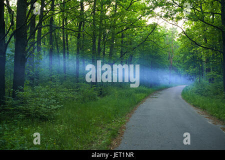 Blauer Rauch breitet sich über die Straße in den Wald am Abend Stockfoto