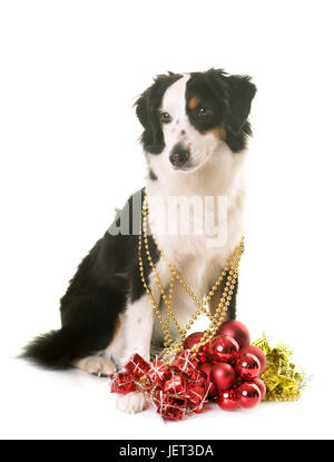 Miniature american Shepherd und Weihnachten vor weißem Hintergrund Stockfoto