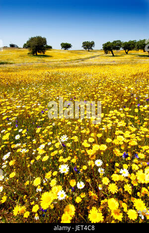 Die weiten Ebenen des Alentejo mit Korkeichen. Portugal ist weltweit die meisten großen Hersteller von Kork Stockfoto