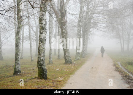 An einem nebligen Morgen geht eine Frau an einem Wald aus Birken. Peneda Geres Nationalpark, Portugal Stockfoto