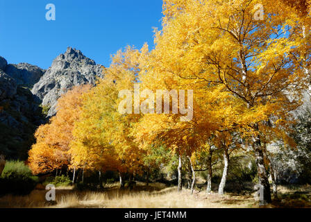 Birken im Herbst, Covão da Ametade. Serra da Estrela Naturparks, Portugal Stockfoto