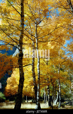 Birken im Herbst, Covão da Ametade. Serra da Estrela Naturparks, Portugal Stockfoto