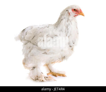 Brahma Huhn vor weißem Hintergrund Stockfoto