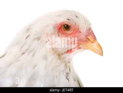 Brahma Huhn vor weißem Hintergrund Stockfoto