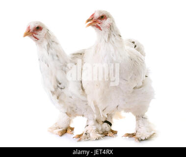 Brahma Huhn vor weißem Hintergrund Stockfoto