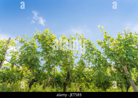 Weinberge in der Region Lombardei in Norditalien Stockfoto