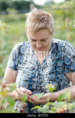 Senior, lächelnde Frau, kurze blonde Haare, pflücken Himbeeren in sonnigen Sommertag. Vertikale Porträt. Geringe Schärfentiefe Stockfoto