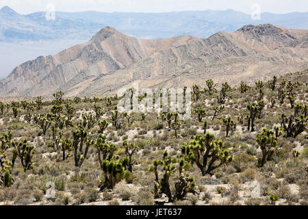 USA, Nevada, Charleston Peak ist der höchste Gipfel im südlichen Nevada Stockfoto