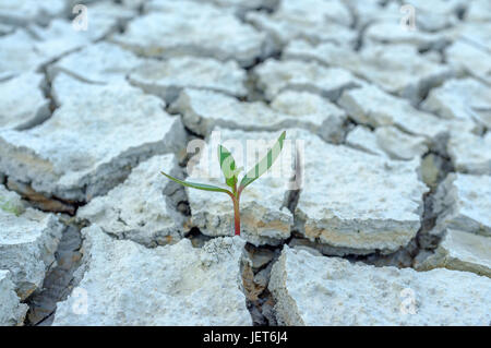 Eine junge Pflanze ist trotz der trockenen Boden geboren. Stockfoto