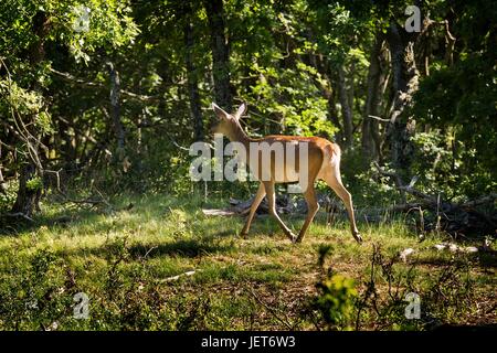 Rotwild auf den Wald im Frühjahr Stockfoto