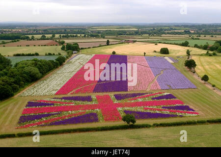 Luftaufnahme der Felder des Delphiuniums bei der echten Blume Blütenblatt Konfetti Firma in Wick in der Nähe von Bilovec, Worcestershire. Stockfoto