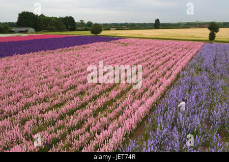 Luftaufnahme der Felder des Delphiuniums bei der echten Blume Blütenblatt Konfetti Firma in Wick in der Nähe von Bilovec, Worcestershire. Stockfoto